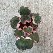 Load image into Gallery viewer, Saxifraga Tricolor 2&quot;