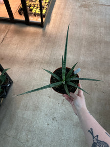 stick snake plant Sansevieria Icicle Mikado 6"