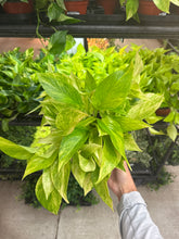Load image into Gallery viewer, Epipremnum Neon Queen 6&quot; - Pothos