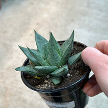 Load image into Gallery viewer, Haworthia Savanna 4&quot;
