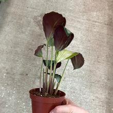 Load image into Gallery viewer, Calathea Picturata 4&quot;