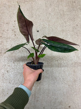 Load image into Gallery viewer, Alocasia Scalprum 4"