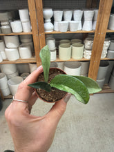 Load image into Gallery viewer, Hoya Silver Moon 2" - Wax Plant