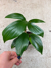 Load image into Gallery viewer, Rhaphidophora decursiva 4"