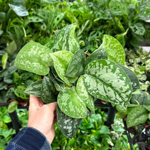 Load image into Gallery viewer, Scindapsus Silver Splash 6&quot; - Satin Pothos