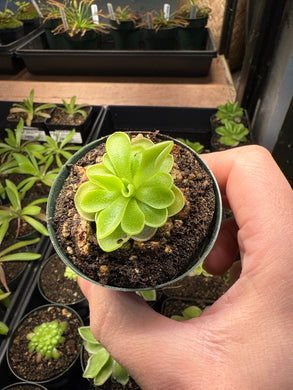 Pinguicula moranensis var caudata x spec guatemala 2