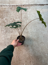 Load image into Gallery viewer, Alocasia Jacklyn 4&quot;