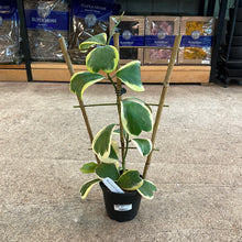 Load image into Gallery viewer, Hoya kerrii variegata 5&quot; Trellis