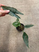 Load image into Gallery viewer, Alocasia Dragon&#39;s Breath 4&quot;