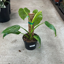 Load image into Gallery viewer, Philodendron Jose Buono 6&quot;