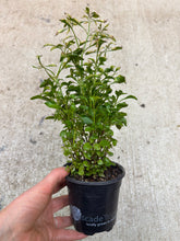 Load image into Gallery viewer, Alternanthera ficoidea 'Krinkle Red' 4"