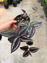 Load image into Gallery viewer, Tradescantia Zebrina 4" - Zebrina Inch Plant