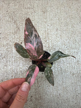 Load image into Gallery viewer, Philodendron Pink Princess Naomi/Marble 2&quot;