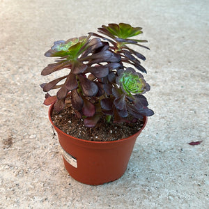 Aeonium arboreum 'Schwarzkopf' 6" - Black Rose