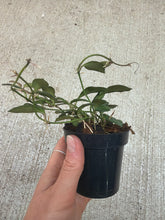 Load image into Gallery viewer, Hoya carmelae 2&quot;