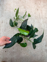 Load image into Gallery viewer, Epipremnum pinnatum Albo 6"