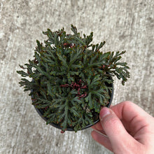 Load image into Gallery viewer, Selaginella erythropus &#39;Sanguinea&#39; 4&quot; - Ruby Red Spikemoss