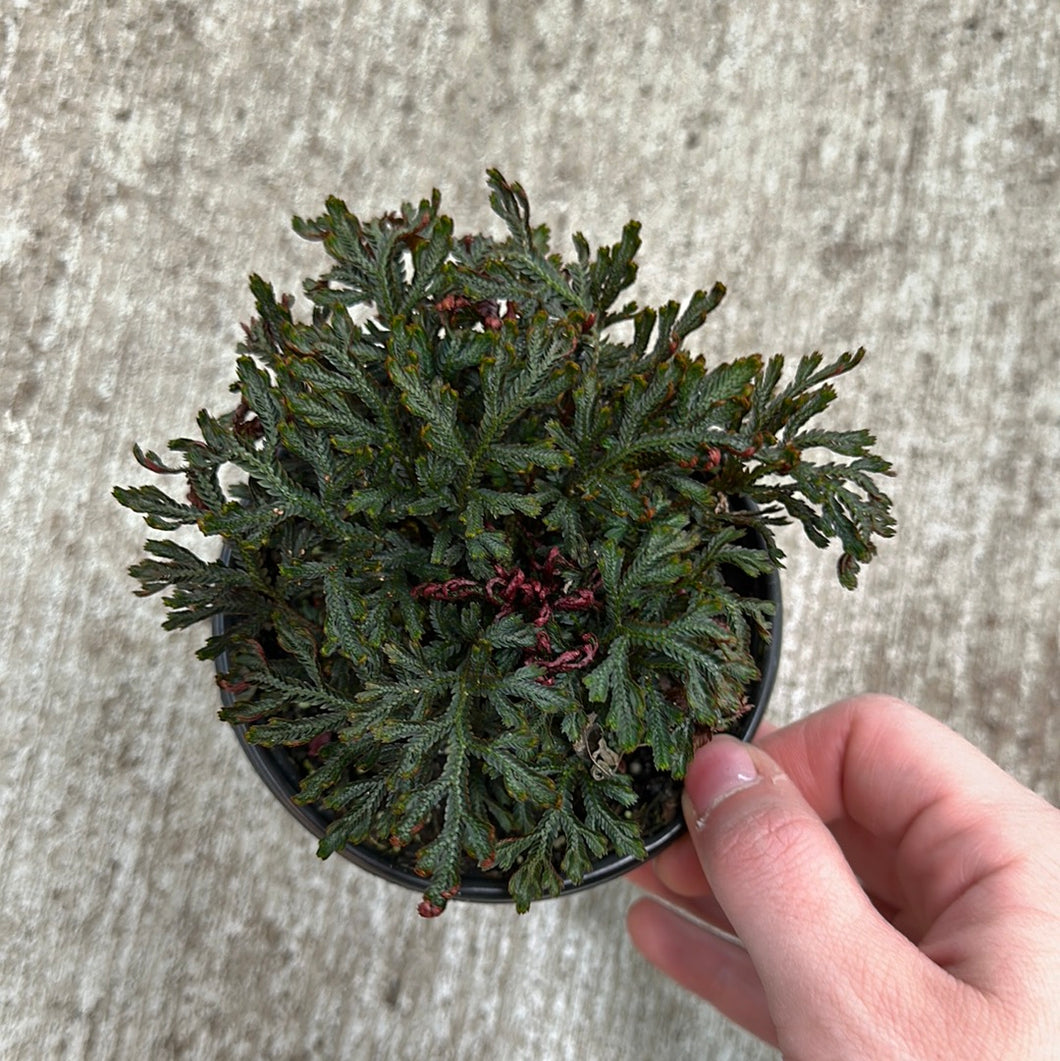 Selaginella erythropus 'Sanguinea' 4