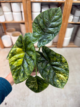 Load image into Gallery viewer, Alocasia Sinuata Variegata 4"