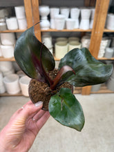 Load image into Gallery viewer, Philodendron 'Red Heart' 4"