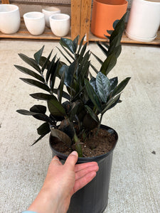 raven zz plant outdoors Zamioculcas zamiifolia 'Raven' 10"