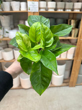 Load image into Gallery viewer, Epipremnum Monet Sol 4" - Pothos