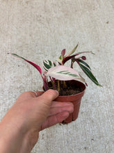 Load image into Gallery viewer, Stromanthe Triostar 4"