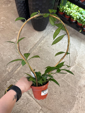 Hoya crassipetiolata 4