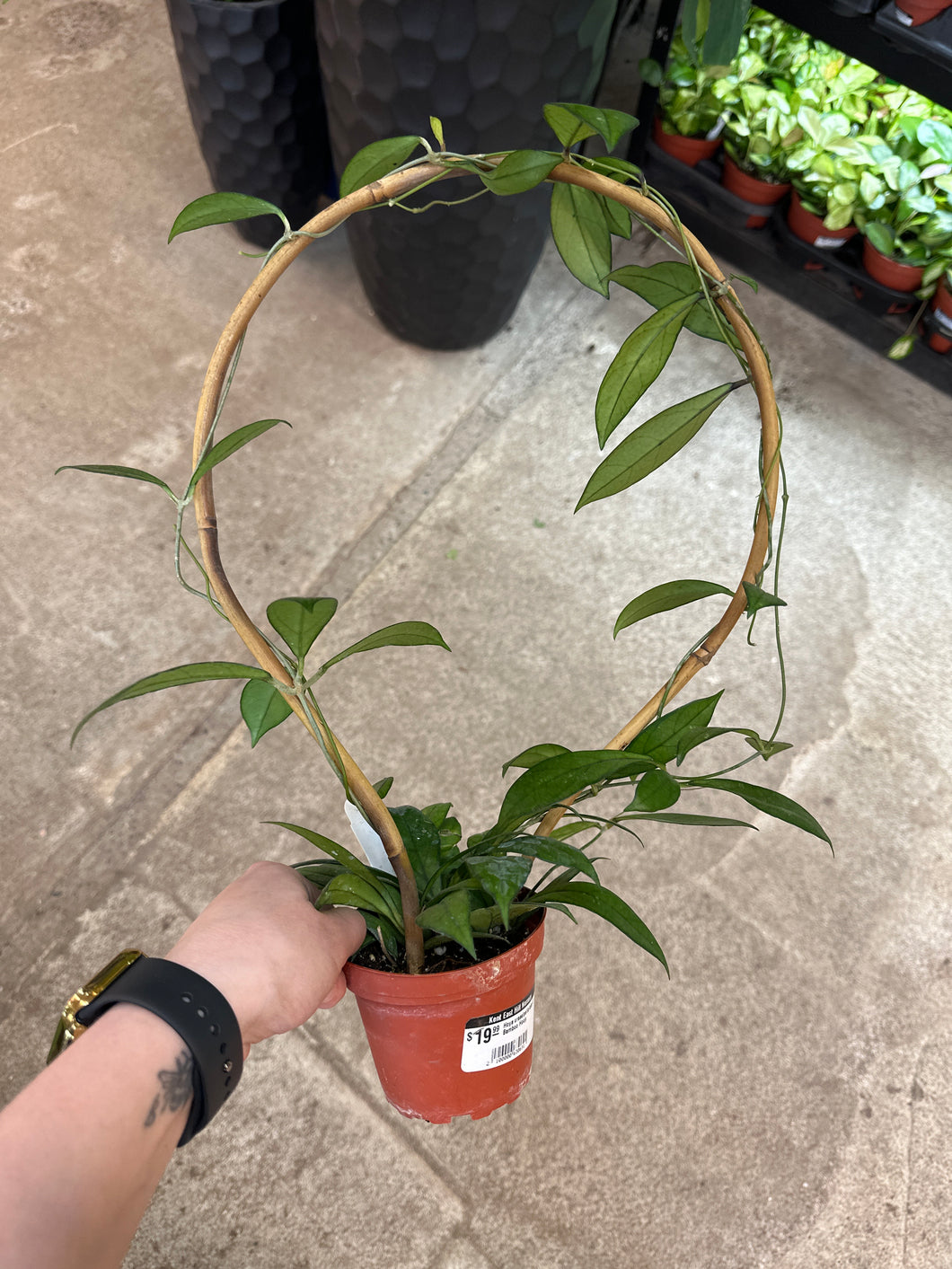 Hoya crassipetiolata 4