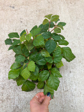 Load image into Gallery viewer, Cissus sp. 6" - Grape Ivy