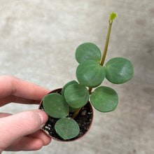 Load image into Gallery viewer, Peperomia Hope 2&quot;