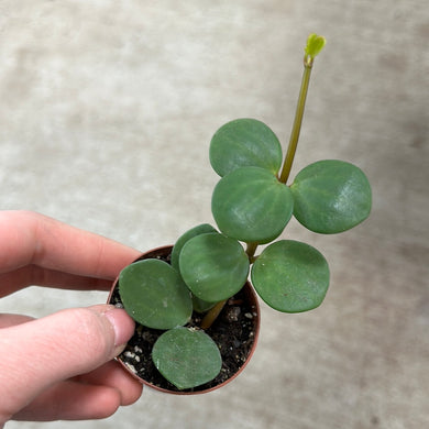 Peperomia Hope 2