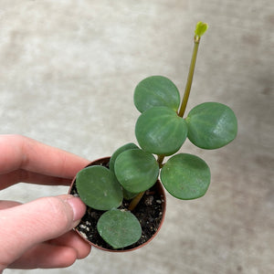 Peperomia Hope 2"