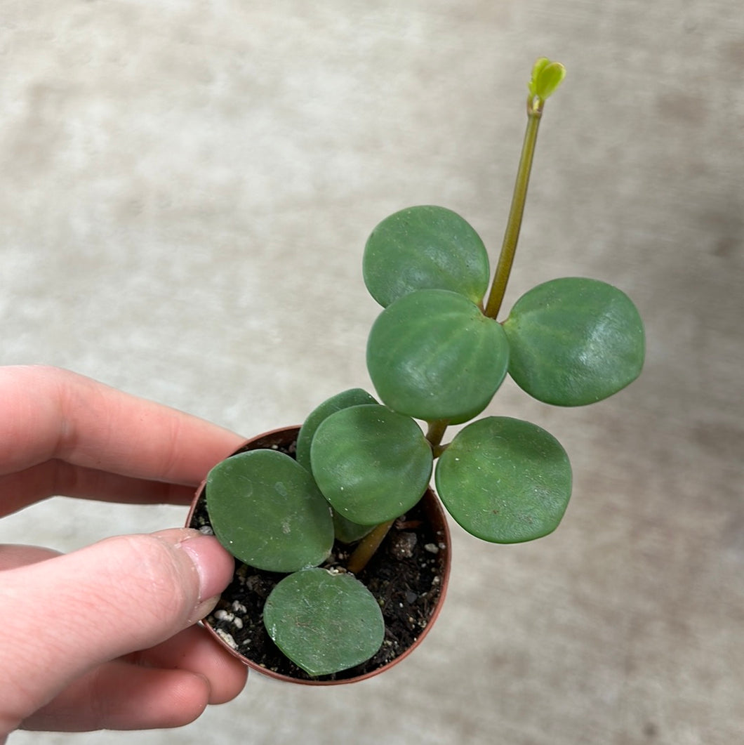 Peperomia Hope 2