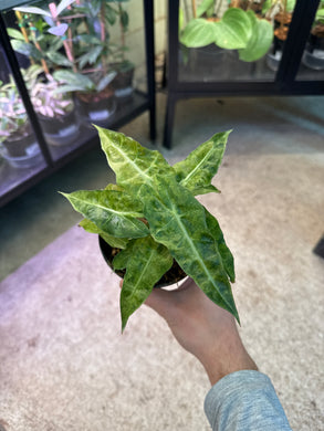 Alocasia Polly Variegata 4