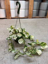 Load image into Gallery viewer, Epipremnum aur. 'Manjula' 6" HB - Pothos