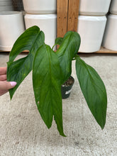 Load image into Gallery viewer, Monstera obliqua columbia 4"