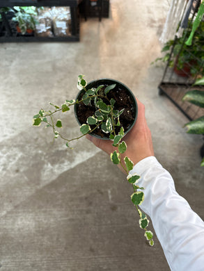 Ficus pumila 'Variegata' 4