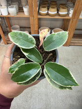 Load image into Gallery viewer, Hoya carnosa Krimson Queen 4&quot;