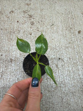 Load image into Gallery viewer, Philodendron spiritus sancti 2"