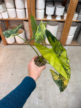 Load image into Gallery viewer, Alocasia simpo variegated aurea 2"