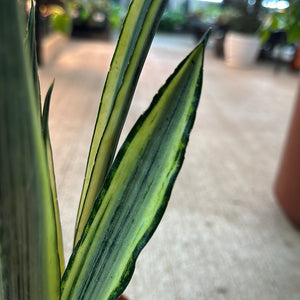 Sansevieria 'Bantel's Sensation' 6" - Snake Plant