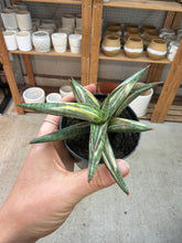 Load image into Gallery viewer, Sansevieria lavranos blue clone variegata 2"