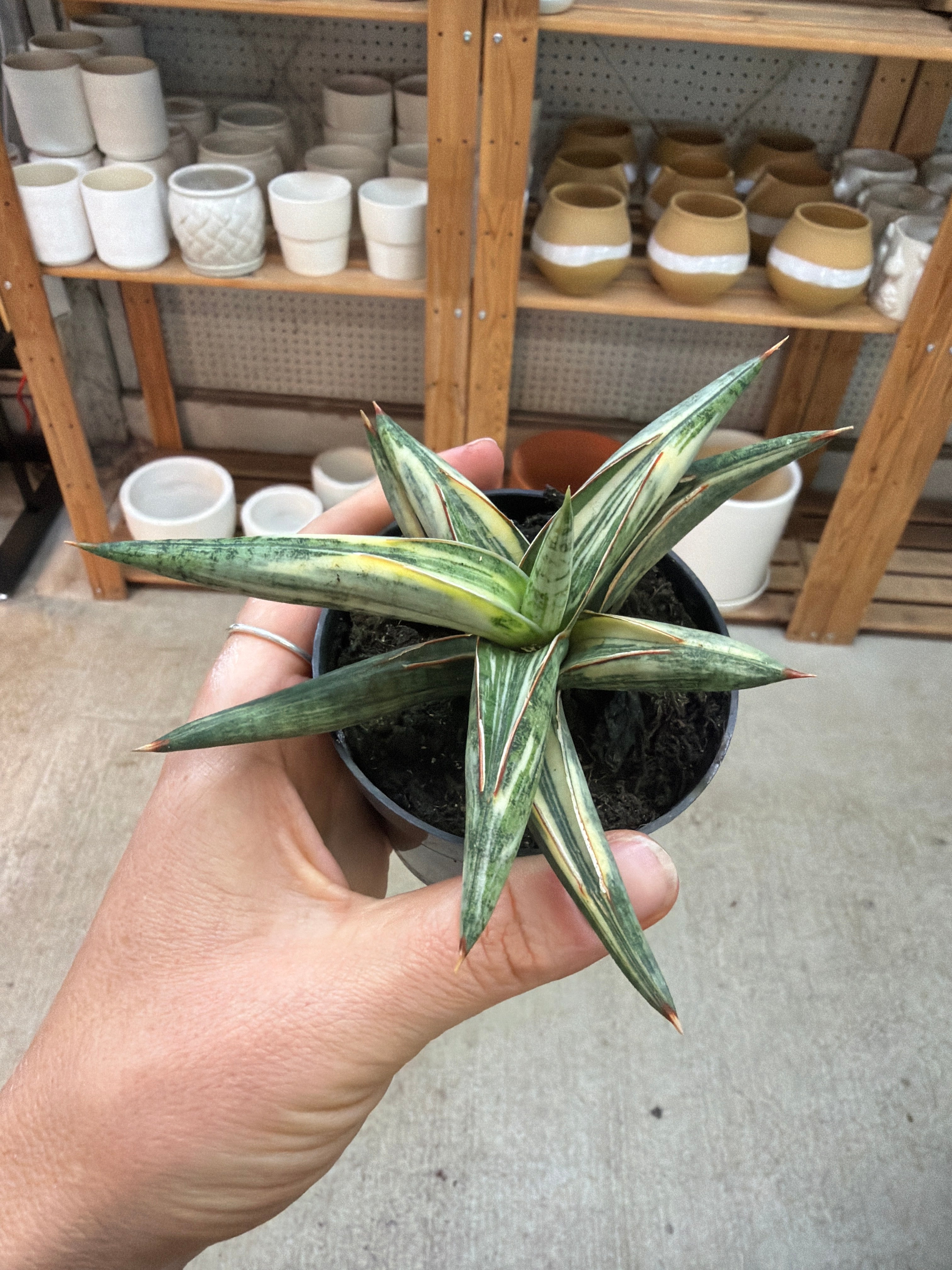 clone snake plant Sansevieria lavranos blue clone variegata 2" – Kent East Hill Nursery