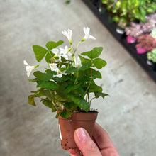 Load image into Gallery viewer, Oxalis regnellii 2&quot; - Green Shamrock