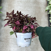 Load image into Gallery viewer, Hypoestes sp. 6&quot; - Polka Dot Plant