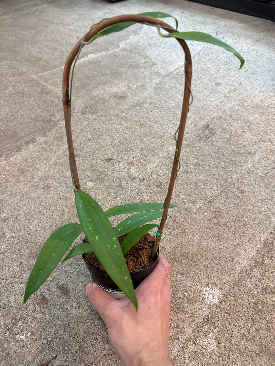 Hoya sp. rindu rafflesia 4