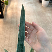 Load image into Gallery viewer, Sansevieria Sayuri 6&quot; - Snake Plant
