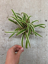Load image into Gallery viewer, Cryptanthus Peach 4" - Earth Star