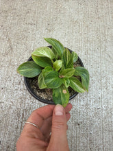 Load image into Gallery viewer, Philodendron White Measure 4"